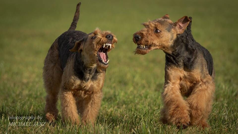 Two Airedale Terriers play fighting