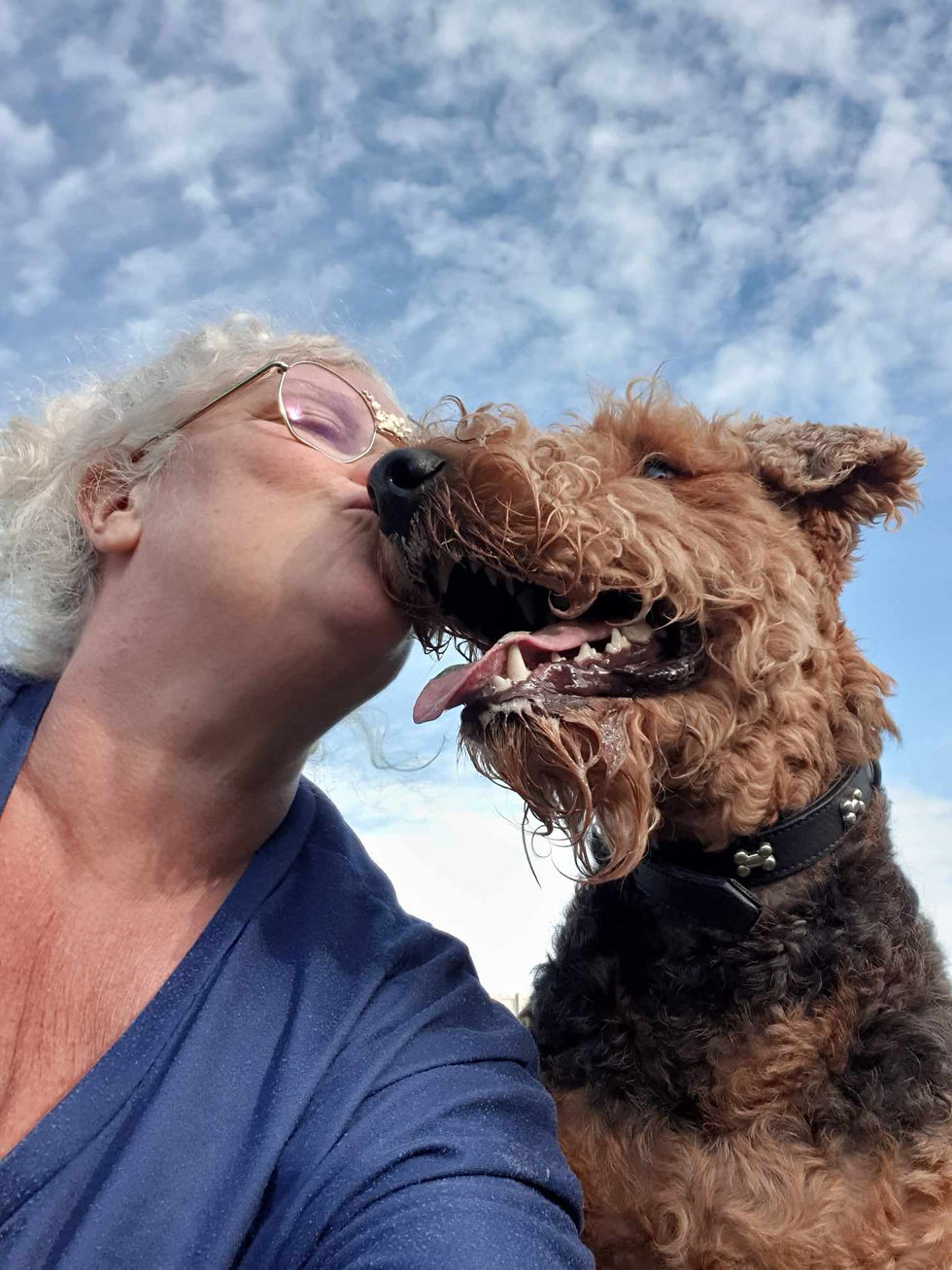 Airedale terrier receiving kiss from human