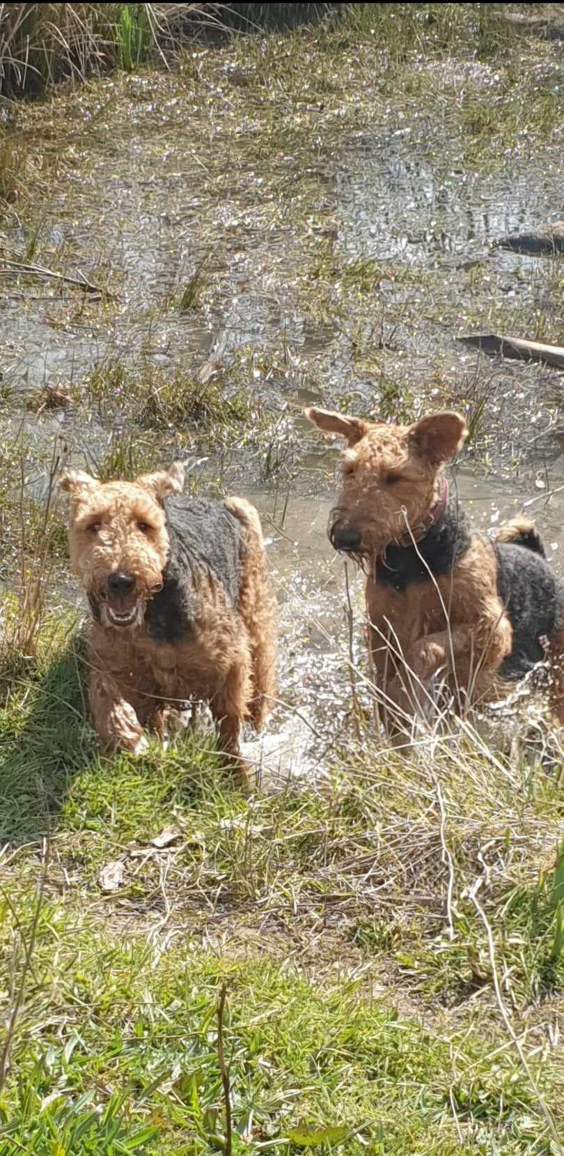 Two Airedale Terriers emerging from a river