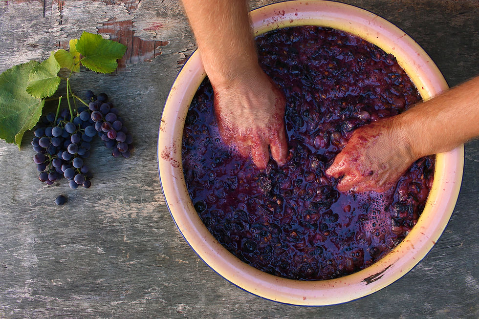 How to Make Wine: A Step-by-Step Guide