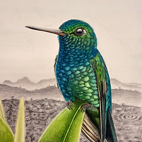 Colibri 4
