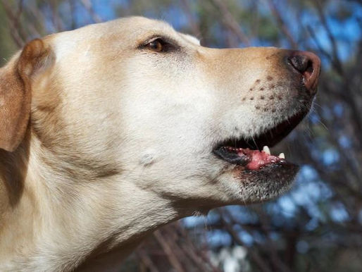 Dogs drive neighbours barking mad in Cairns, with attacks and complaints on the rise