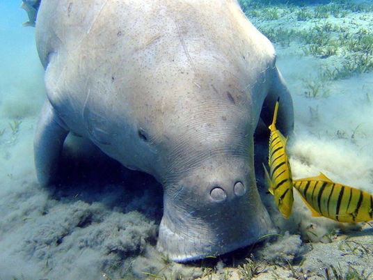 Scientists discover seagrass grows better after its seeds have been eaten by dugongs, turtles