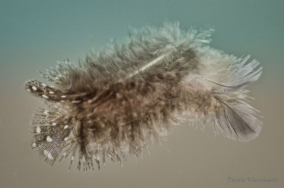 As light as a feather - Salem Square copy.jpg