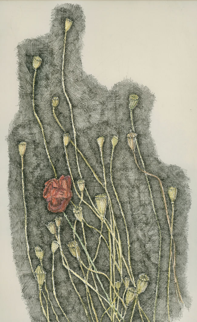 Pavot Mohn