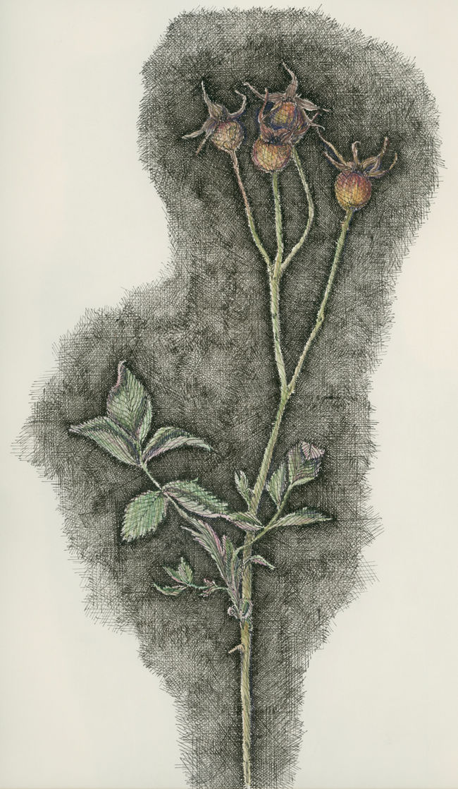 rose Rose