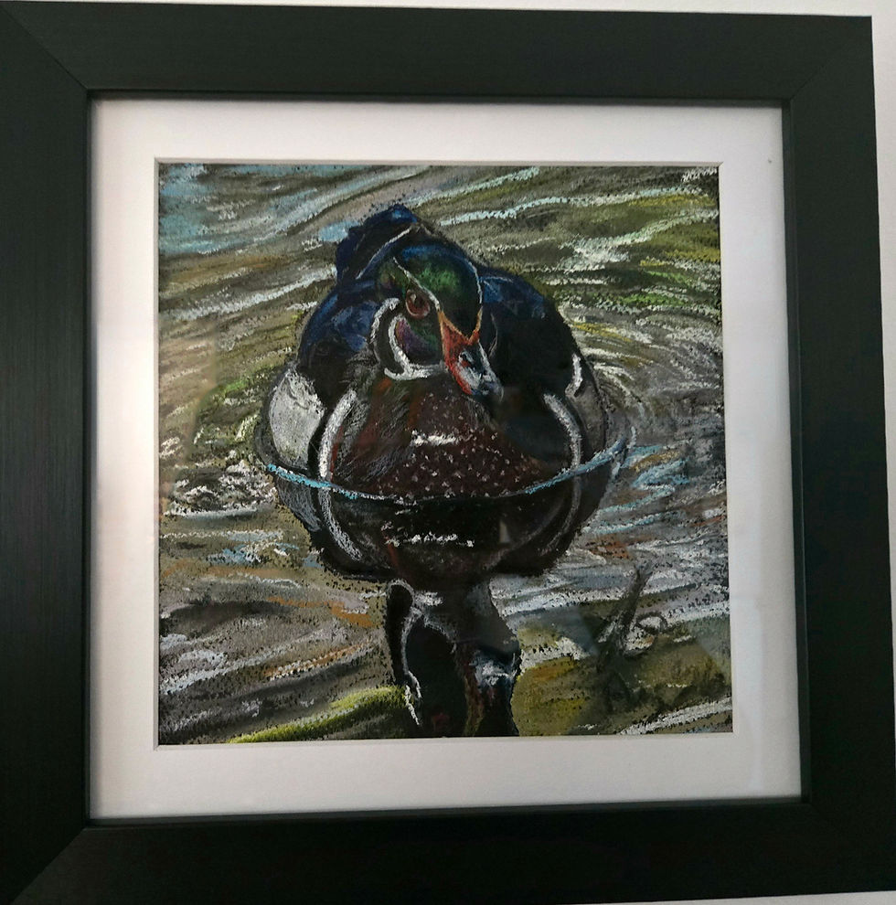 Framed pastel drawing of Wood duck