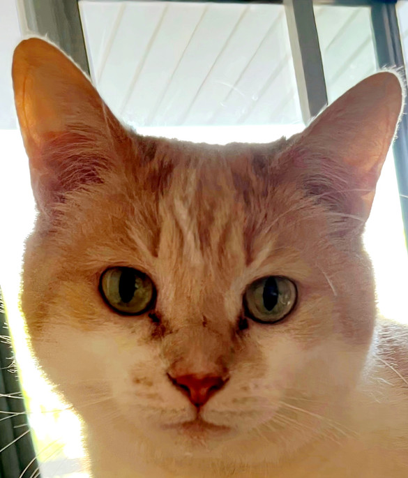 Reference photo for Yellow and white Tabby Maia