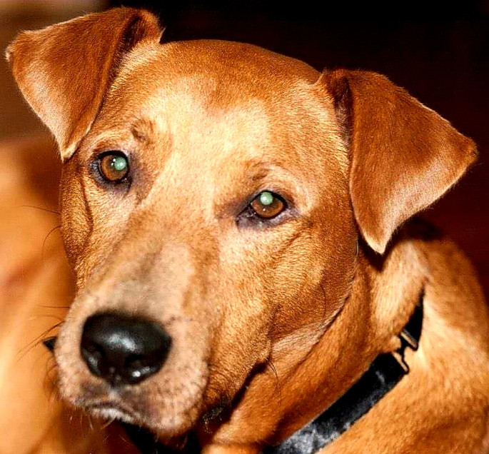 Reference photo for Devo short haired red brown Rhodesian Ridgeback dog. Focus on face.