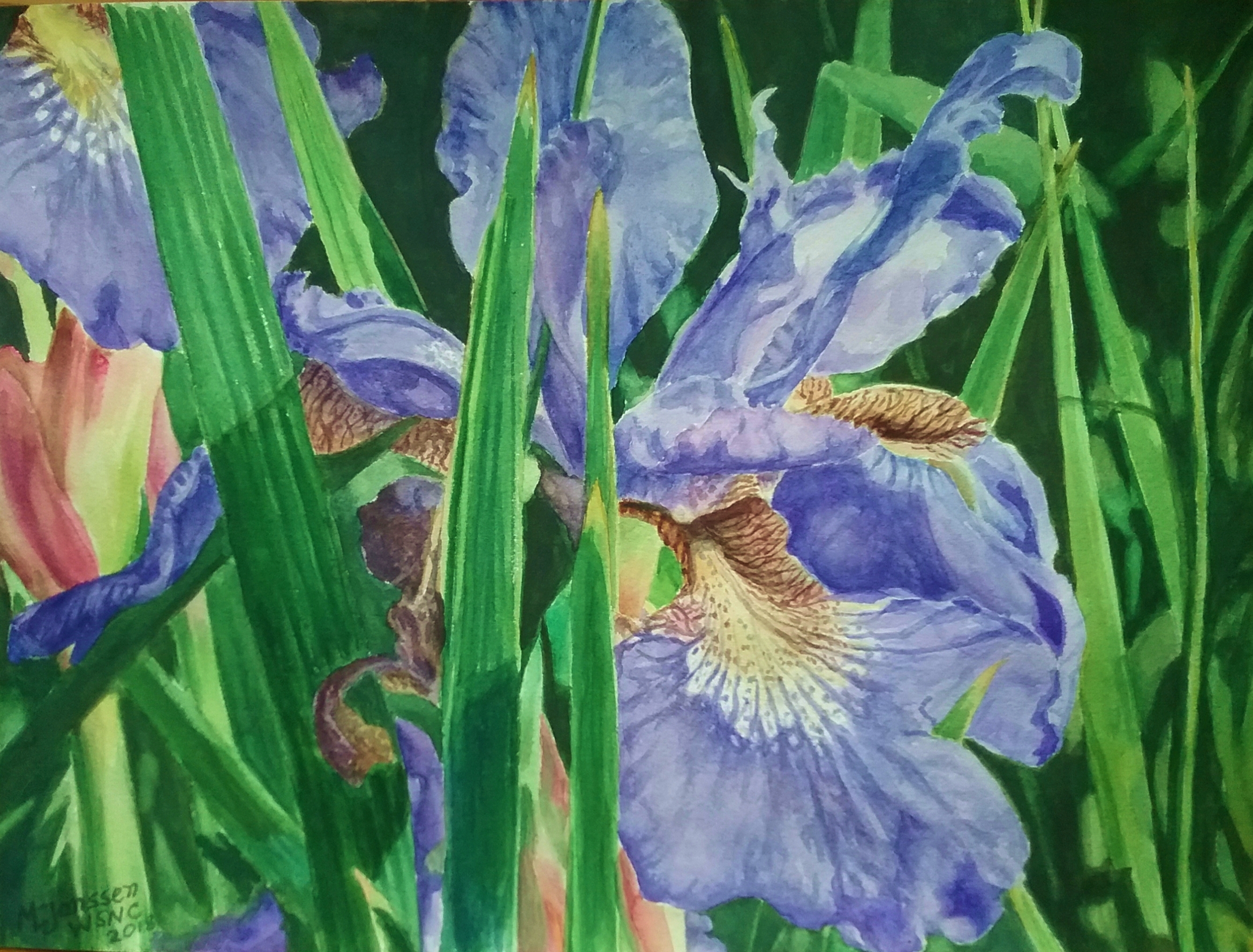 Blue Flag Iris