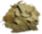 Miniature : feuiles de ravintsara