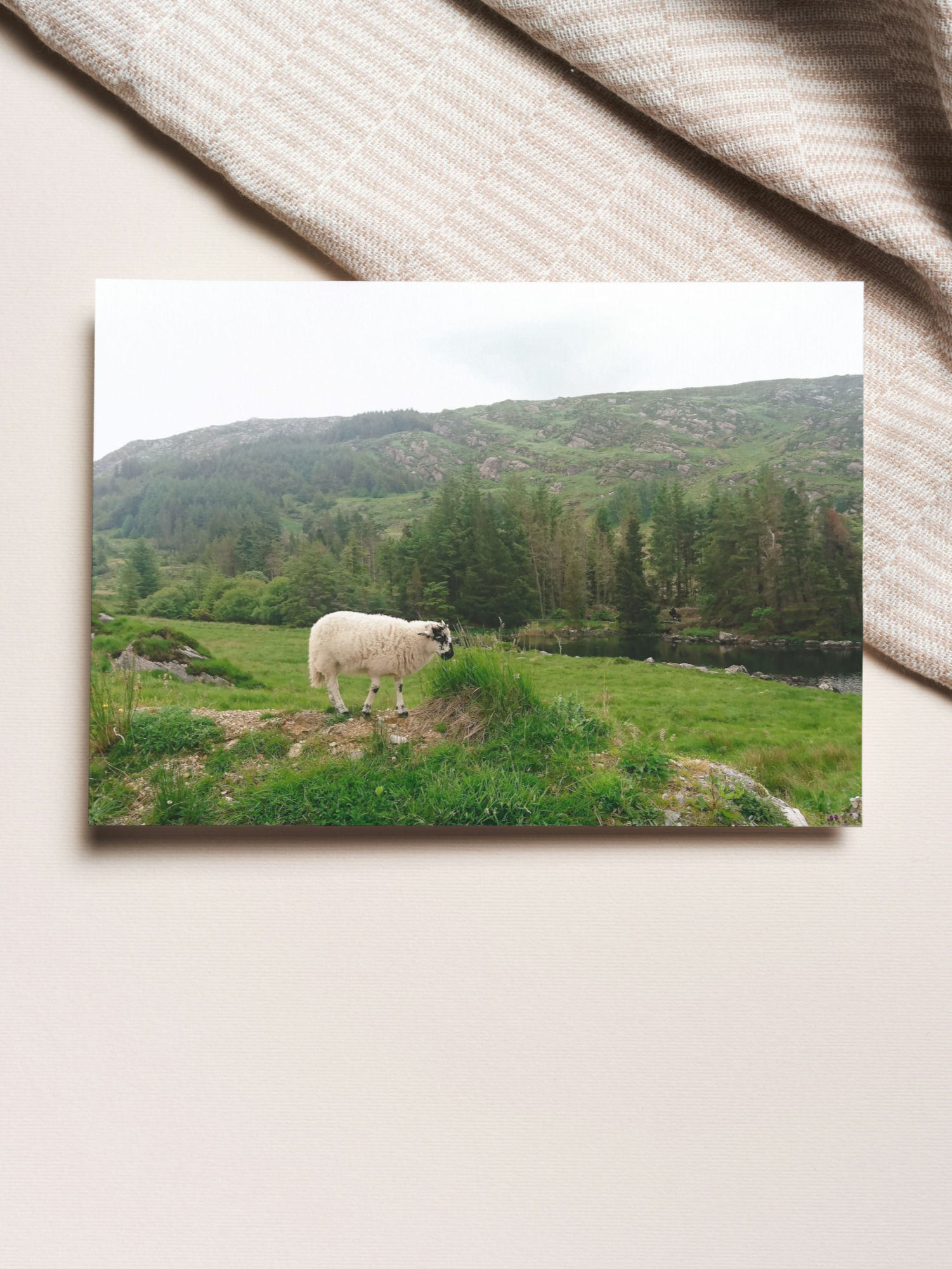 Irish Sheep