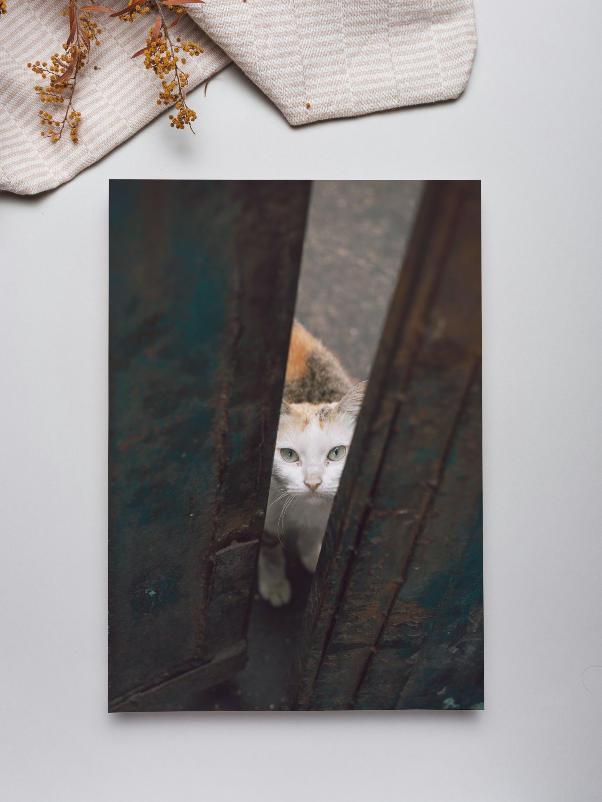 Vietnamese Cat