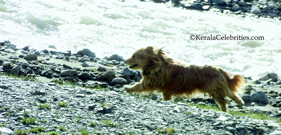 Wild Poodle at Tso Moriri