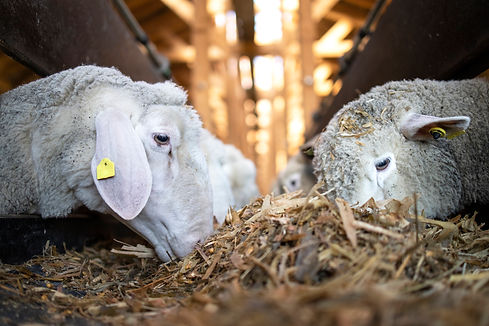 close-up-view-sheep-cattle-eating-food-from-automated-conveyor-belt-feeder-livestock-farm.