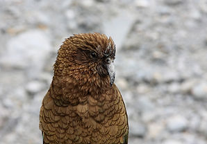 Brown Bird