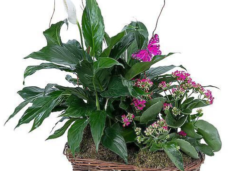 Native Plants vs. Invasive Species: Understanding Their Impact on Local Ecosystems