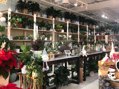 Hydroponics: Soil-Free Gardening