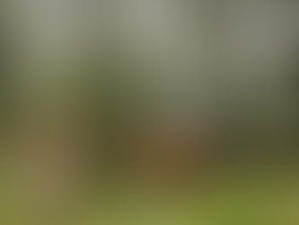 THU DỌN HOA MÀU ĐỂ GIẢI PHÓNG MẶT BẰNG KHU ĐẤT XÂY DỰNG ĐIỂM TRƯỜNG