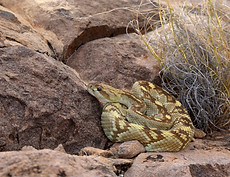 Crotalus_ornatus-%22Mittens%22-1_IMRS_6A