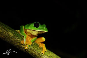 A. moreletii_sig.jpg