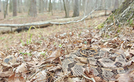 C. horridus_03-13-20_Baldwin.jpeg