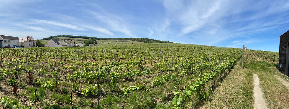 Lacourte Godbillion's vineyards