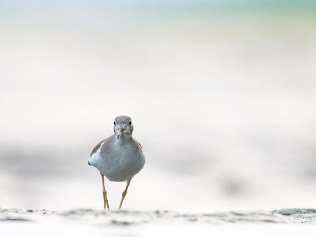 Wildlife Photography Tips #1