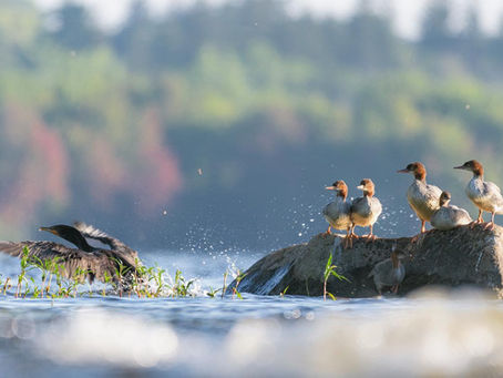 Ethics of Wildlife Observation