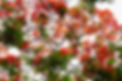H4L photos by Val-271.jpg