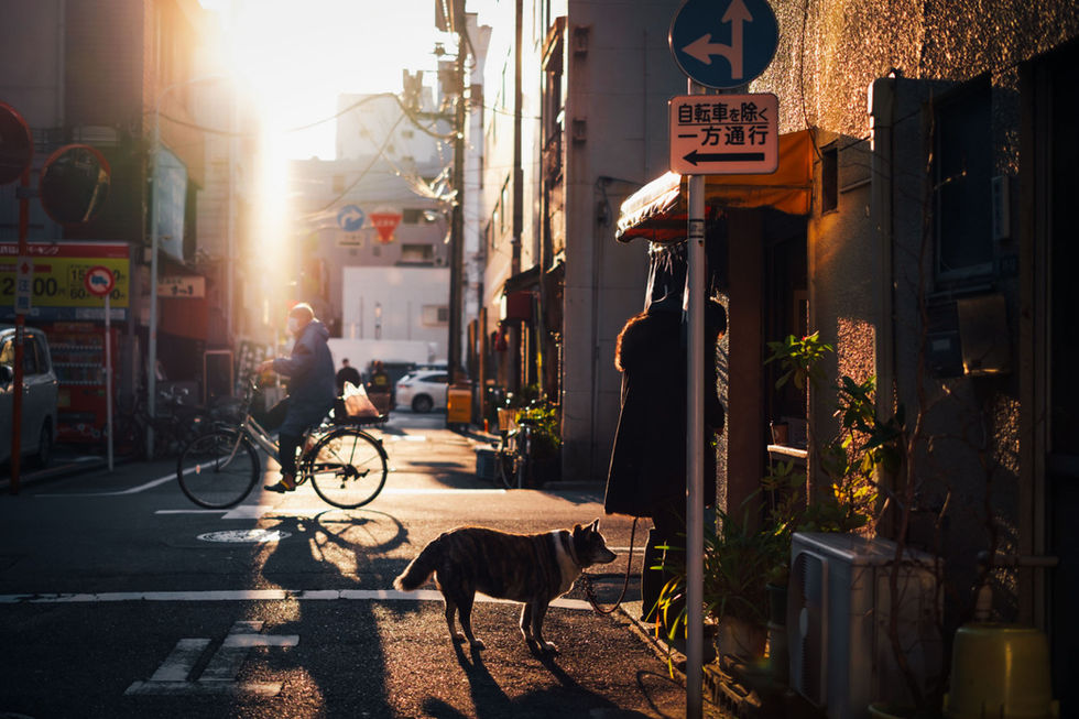 Dog on the street