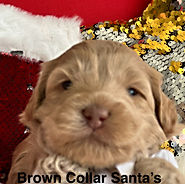 Santa's Babies Litter