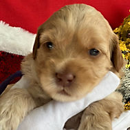 Santa's Babies Litter