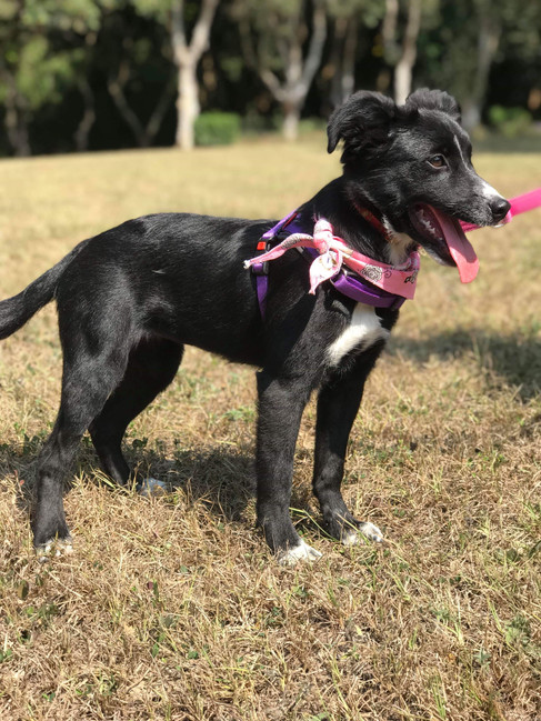 Oreo