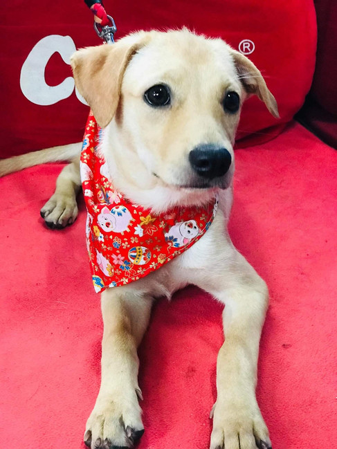 Gina