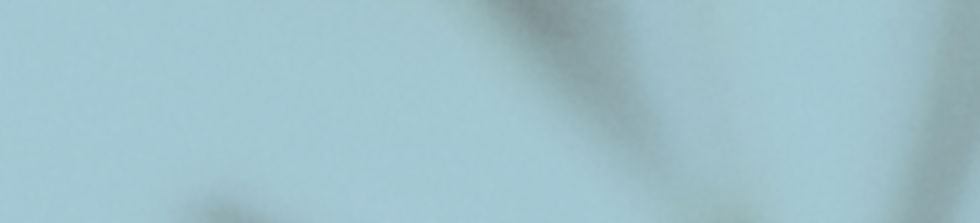 Closeup of Succulent Plants