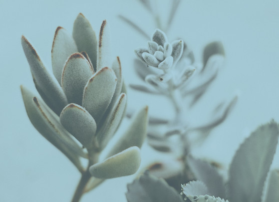 Closeup of Succulent Plants