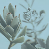 Closeup of Succulent Plants