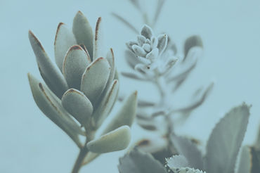 Closeup of Succulent Plants
