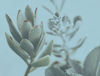 Gros plan de plantes succulentes