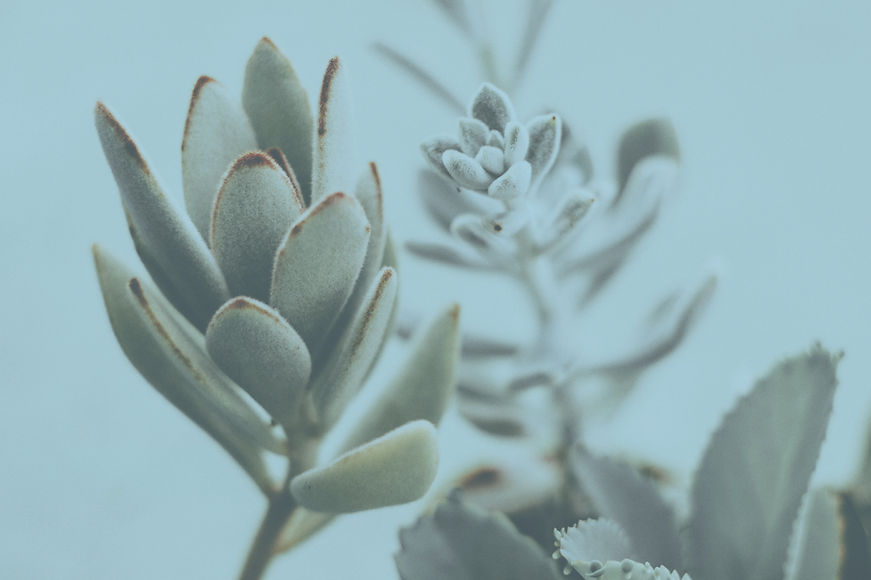 Closeup of Succulent Plants