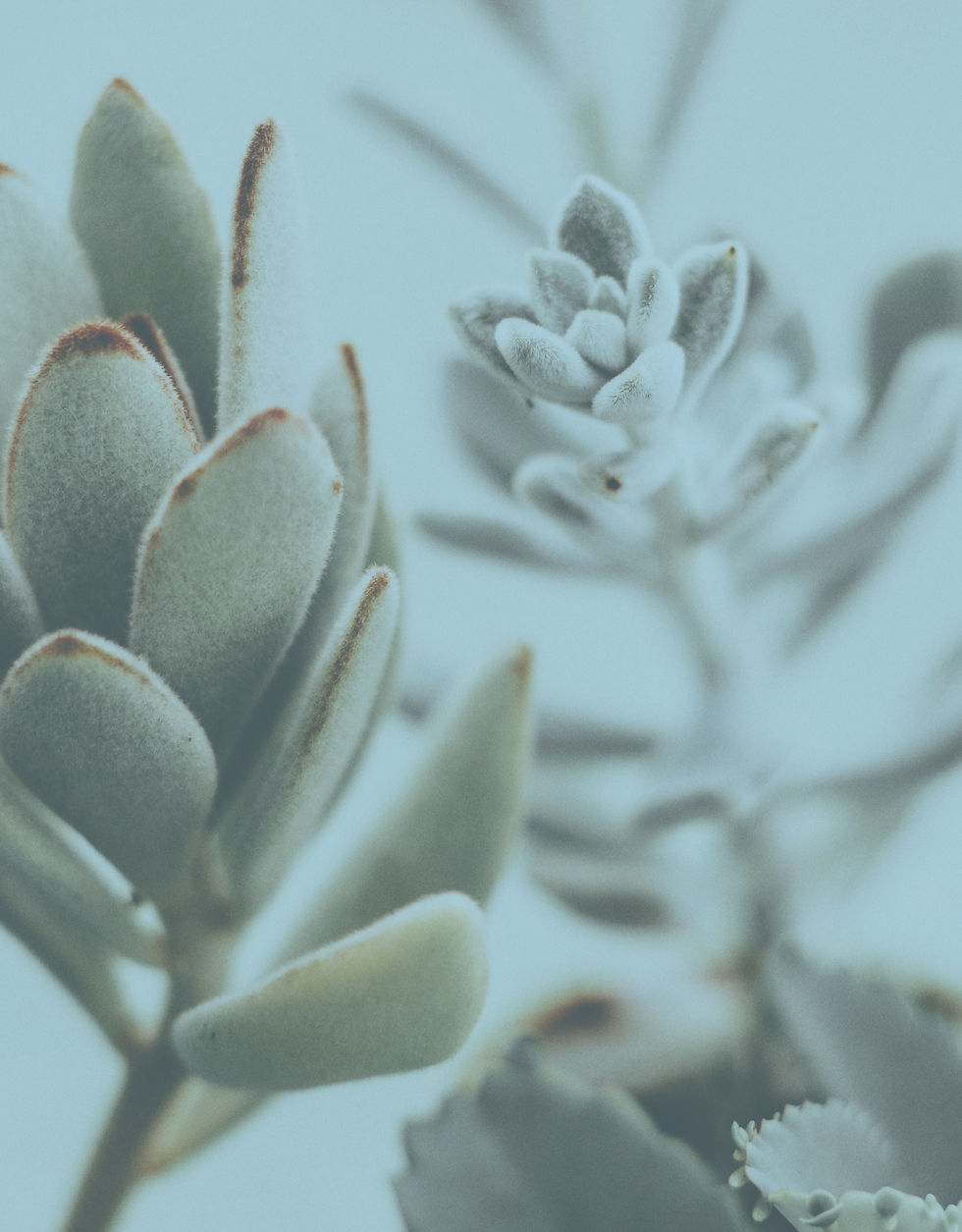 Closeup of Succulent Plants