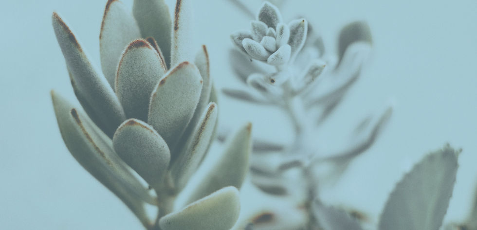 Gros plan de plantes succulentes