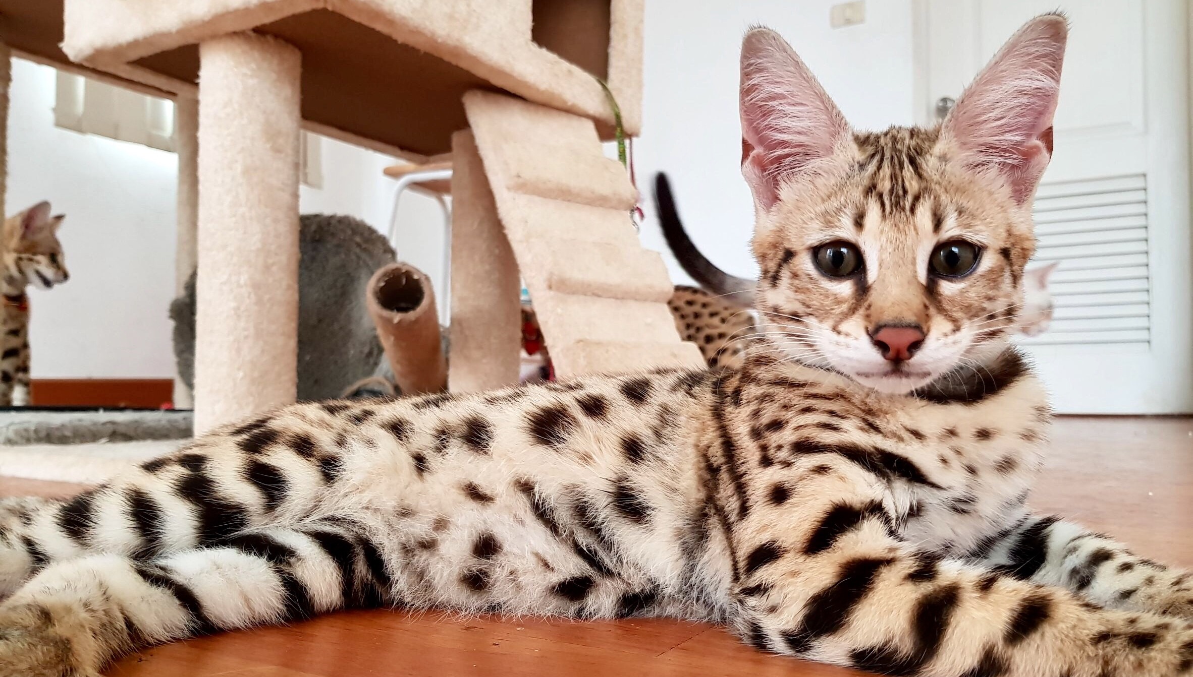 Bengal Cats Breeder Farm ขายแมวเบงกอล