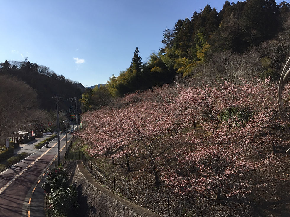 夕やけ小やけふれあいの里河津桜