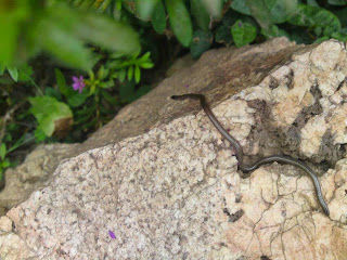 Con el tiempo comprendí que era mejor liberarla (Córdoba. Argentina)