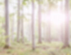 forest2.jpeg