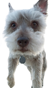 Govind%2520Dogs%2520(41)_edited_edited_e