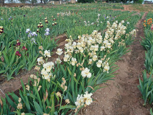 Bearded Iris Farm Smokin Heights, South Australia