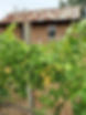 Barossa Valley Truffle Farm, Barossa Truffle Company